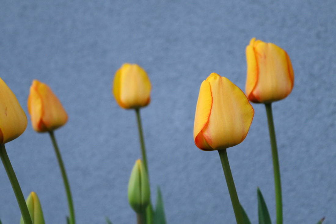 Photo by Kuba: https://www.pexels.com/photo/yellow-tulips-on-green-stem-4261825/